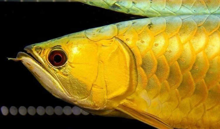 金龍魚(yú)最高多少度熱死