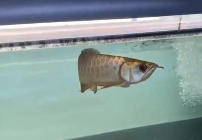 金龍魚的喂食和飼養條件密切相關，金龍魚多少度停止喂食了：金龍魚多少度停止喂食 金龍魚的喂食和飼養條件密切相關，金龍魚多少度停止喂食了：金龍魚多少度停止喂食 龍魚百科