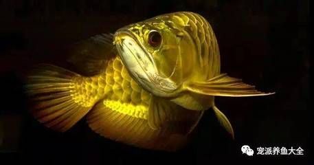 養(yǎng)龍魚貼什么顏色的背景：養(yǎng)龍魚時魚缸背景顏色的選擇是非常重要的，因為它會影響生長狀態(tài)