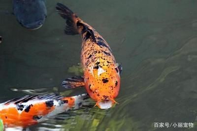 養(yǎng)龍魚貼什么顏色的背景：養(yǎng)龍魚時魚缸背景顏色的選擇是非常重要的，因為它會影響生長狀態(tài)