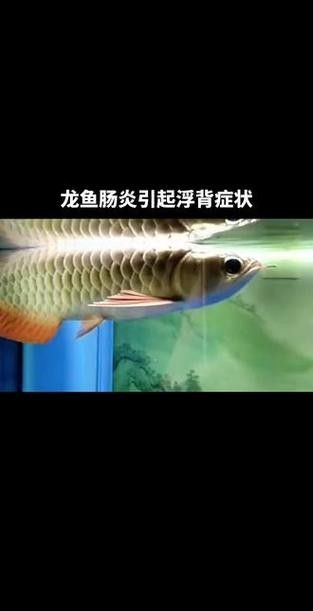 龍魚拉白色透明長條粑粑