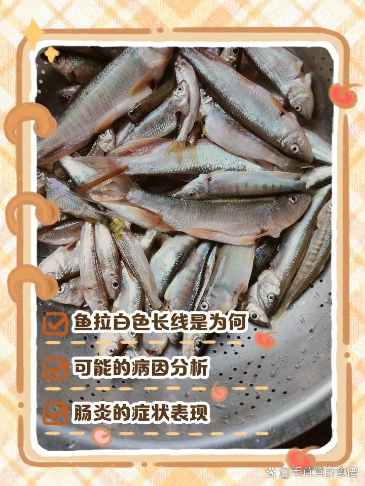 龍魚拉白色透明長條粑粑