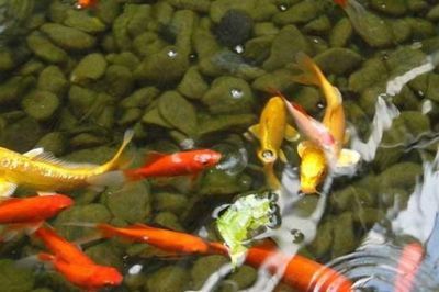 龍魚吃錦鯉飼料的可行性（龍魚可以吃錦鯉飼料嗎？）
