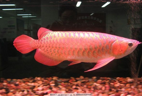 龍魚跟什么一起養比較好：龍魚混養對水質要求詳解