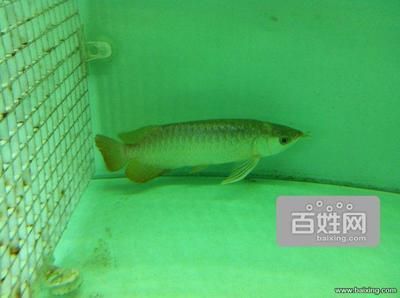 極品藍(lán)龍魚價(jià)格多少：極品藍(lán)龍魚價(jià)格因個(gè)體差異和市場(chǎng)需求而異和市場(chǎng)需求而異