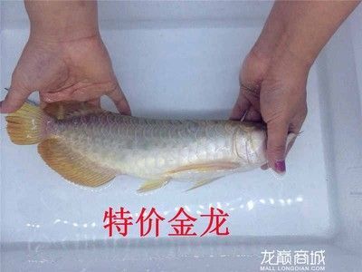 極品藍(lán)龍魚價(jià)格多少：極品藍(lán)龍魚價(jià)格因個(gè)體差異和市場(chǎng)需求而異和市場(chǎng)需求而異