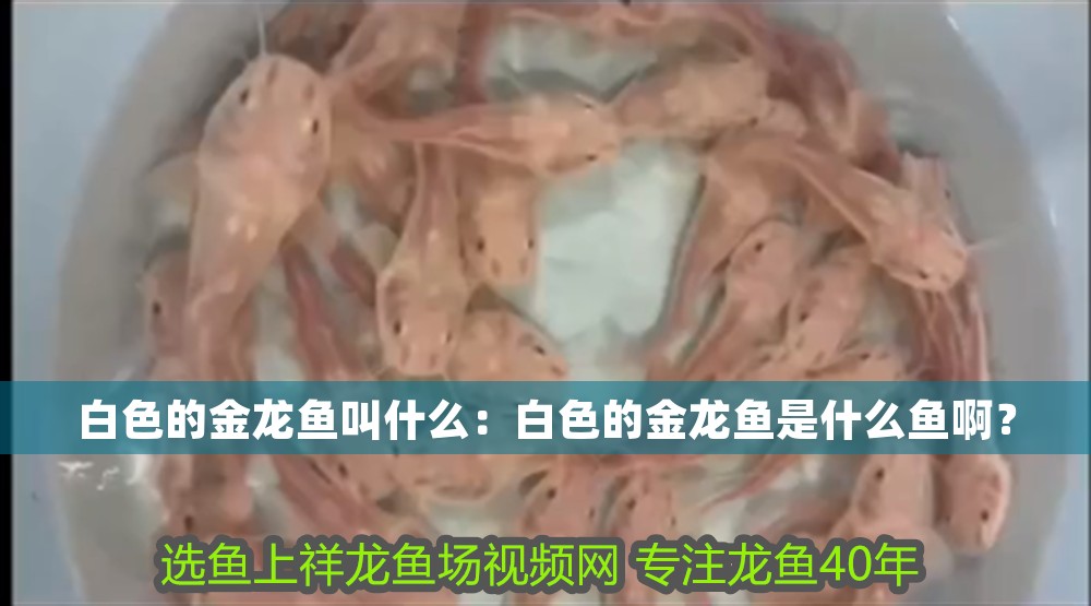 白色的金龍魚叫什么：白色的金龍魚是什么魚啊？