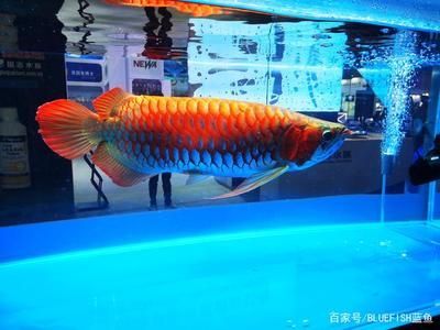 大龍魚價格（關于大龍魚的具體價格）