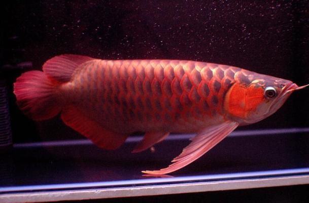 銀龍魚與家居五行平衡技巧：銀龍魚與家居財(cái)運(yùn)提升方法