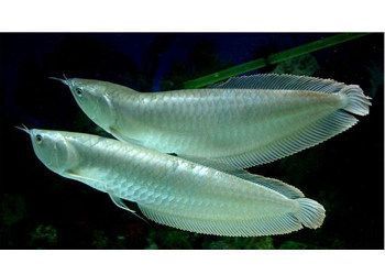 銀龍魚與家居五行平衡技巧：銀龍魚與家居財(cái)運(yùn)提升方法