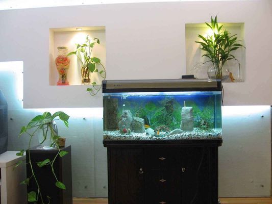 銀龍魚與家居五行平衡技巧：銀龍魚與家居財(cái)運(yùn)提升方法