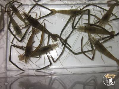 龍魚喂河蝦還是白蝦：龍魚可以喂食河蝦和白蝦嗎？