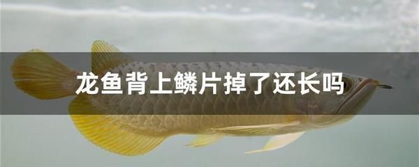 關于龍魚的文案怎么寫吸引人的句子（人的爆款文案，都是龍魚，一種極具魅力的文案）