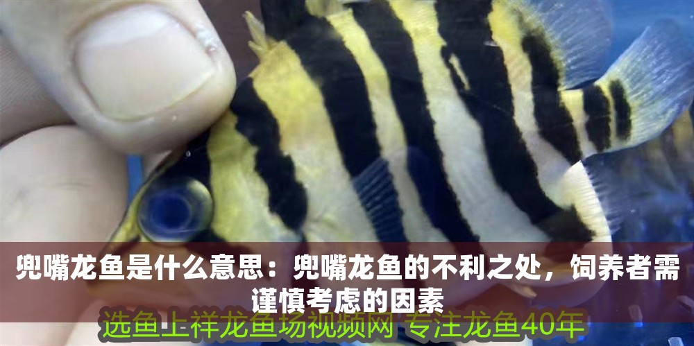 兜嘴龍魚是什么意思：兜嘴龍魚的不利之處，飼養者需謹慎考慮的因素