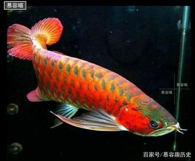 如何區分金龍魚和銀龍魚：如何區分金龍魚和銀龍魚的價格對比金龍魚的飼養技巧