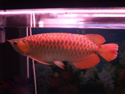 紅龍魚白點病：如何預防紅龍魚白點病