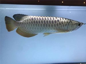 紅龍魚上什么燈【紅龍魚養殖燈光選擇】