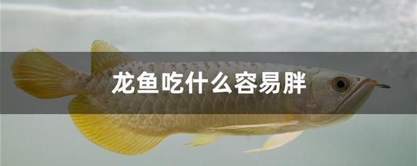 怎樣預防龍魚腸炎的發(fā)生：龍魚專用驅(qū)蟲藥的使用方法