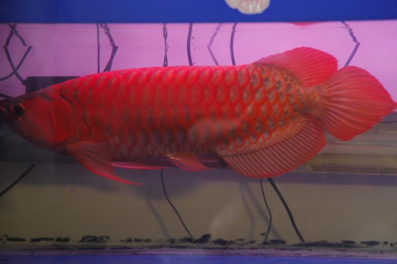 金頭金龍魚的最佳生長溫度是多少？