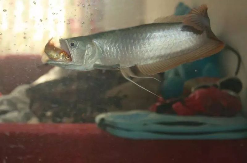 銀龍魚養一年能長多大