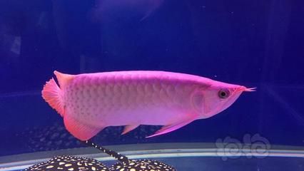 龍魚多久能長大：如何判斷龍魚的生長周期