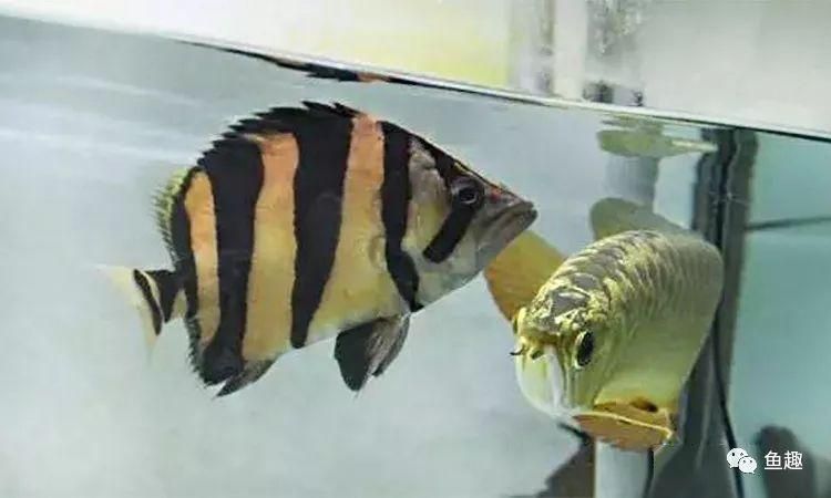 龍魚多久能長大：如何判斷龍魚的生長周期