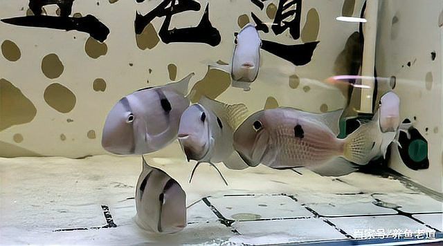 龍魚交叉感染的存活率有多高？ 龍魚交叉感染的存活率有多高？ 龍魚百科 第3張