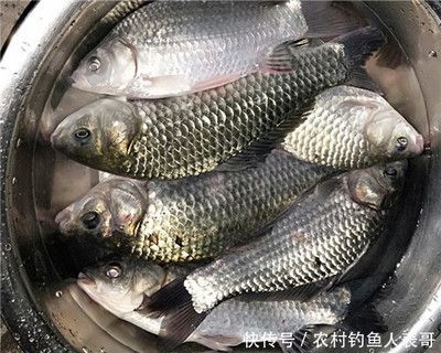 北京騰龍魚缸價位表：北京騰龍魚缸價位解析，如何選擇適合的魚缸