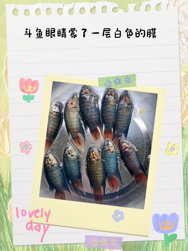 如何判斷紅龍眼睛白膜是否嚴重？