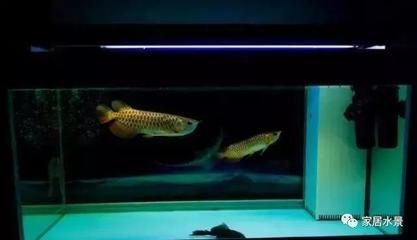 龍魚怎么老是在缸底游：龍魚為什么老是在缸底游動
