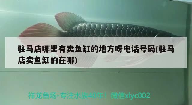 駐馬店哪里有賣魚缸的地方呀電話號碼(駐馬店賣魚缸的在哪)