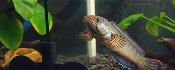 雷龍魚能混養(yǎng)嗎：如何判斷雷龍魚的性格，雷龍魚混養(yǎng)的日常管理