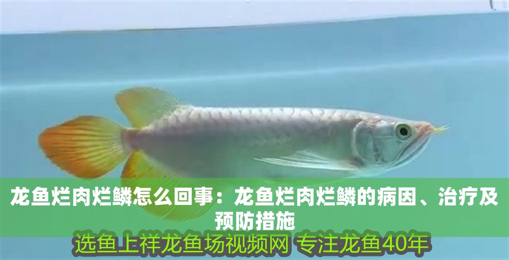 龍魚爛肉爛鱗怎么回事：龍魚爛肉爛鱗的病因、治療及預防措施