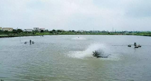 龍魚爛肉爛鱗怎么回事：龍魚爛肉爛鱗的病因、治療及預防措施