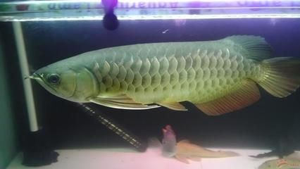 龍魚哪里的好養(yǎng)又便宜，龍魚價格昂貴：龍魚哪里的好養(yǎng)又便宜呢？ 龍魚哪里的好養(yǎng)又便宜，龍魚價格昂貴：龍魚哪里的好養(yǎng)又便宜呢？ 龍魚百科 第2張