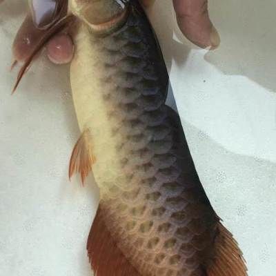 紅龍魚25cm大概多少錢一條（紅龍魚價格受多種因素影響）