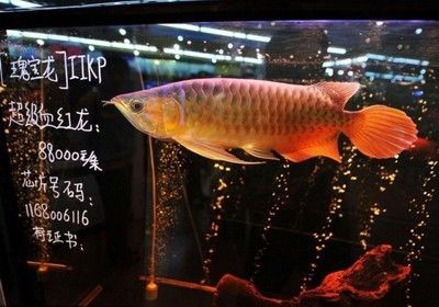 賣龍魚的店叫什么店名字：賣龍魚的店名有哪些？
