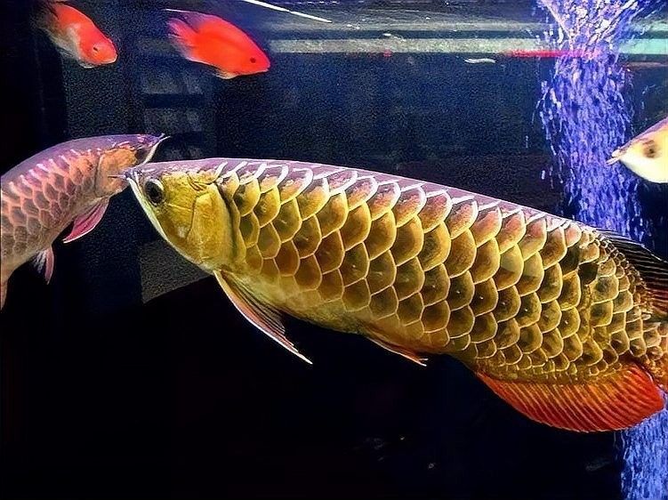 龍魚短身好還是長身好 龍魚短身好還是長身好 龍魚百科 第2張
