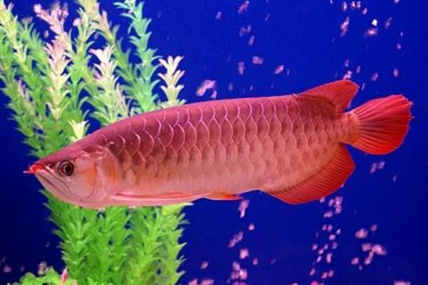 紅龍魚魚鱗變黑怎么回事（紅龍魚魚鱗變黑可能由多種因素引起，紅龍魚魚鱗片變黑的原因）