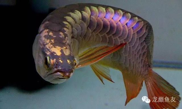 紅龍魚(yú)尾鰭爛了怎么辦：紅龍魚(yú)尾鰭爛了怎么辦紅龍魚(yú)尾鰭爛了怎么辦