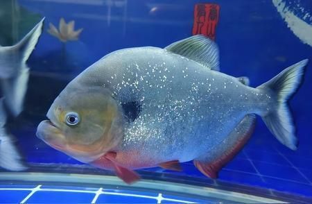 金龍魚戰斗力排名第幾（金龍魚與其他觀賞魚對比,金龍魚戰斗技巧解析）