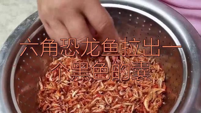 六角恐龍魚不愛動怎么辦 六角恐龍魚不愛動怎么辦 龍魚百科 第2張