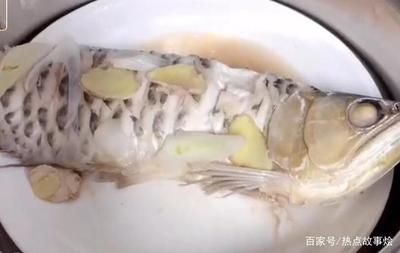 龍魚不吃凍蝦的原因：為什么龍魚不吃凍蝦