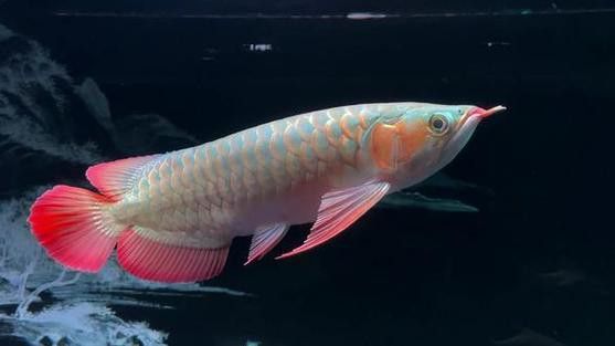 紅龍魚排行榜前十名品種圖片