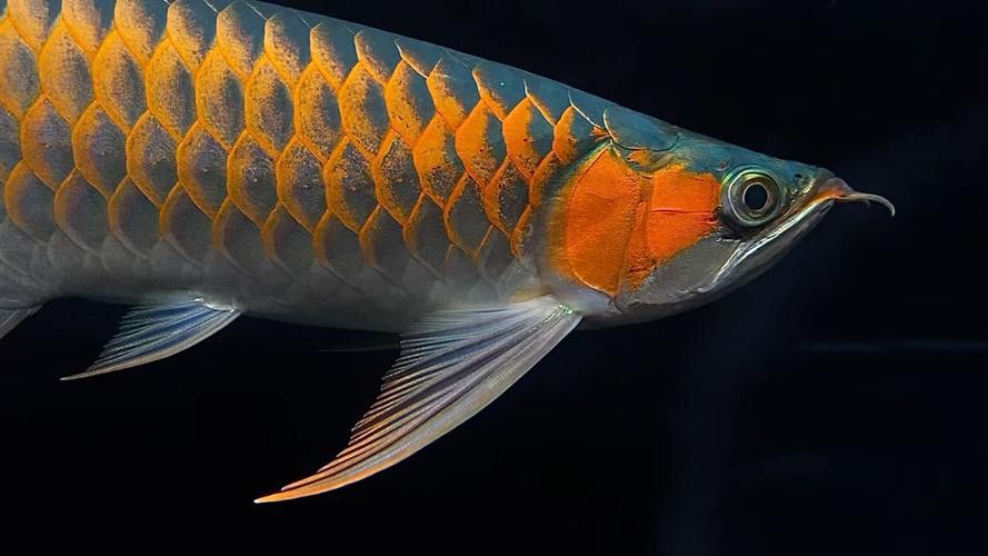 紅龍魚排行榜前十名品種圖片