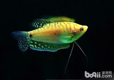 龍魚的壽命最長多少年了：龍魚的壽命可以達到30年以上，