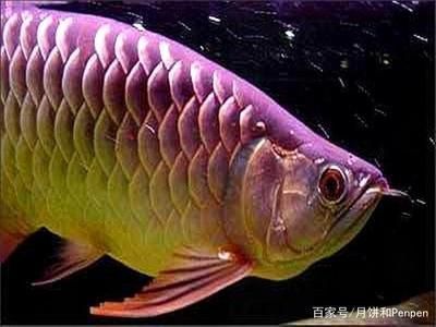 怎么看出龍魚水霉癥狀減輕（如何判斷龍魚水霉病）