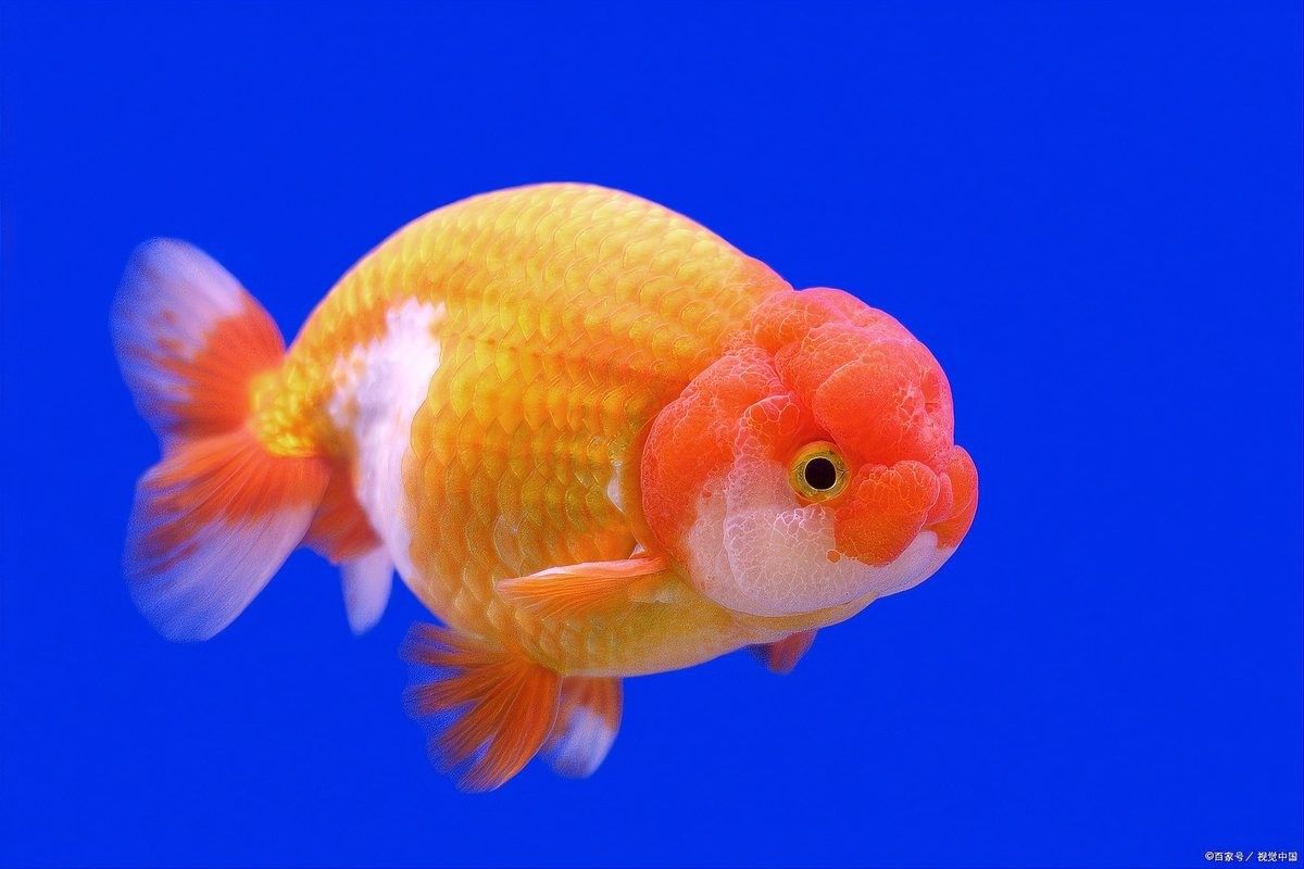 龍魚驅(qū)蟲和檢疫的區(qū)別