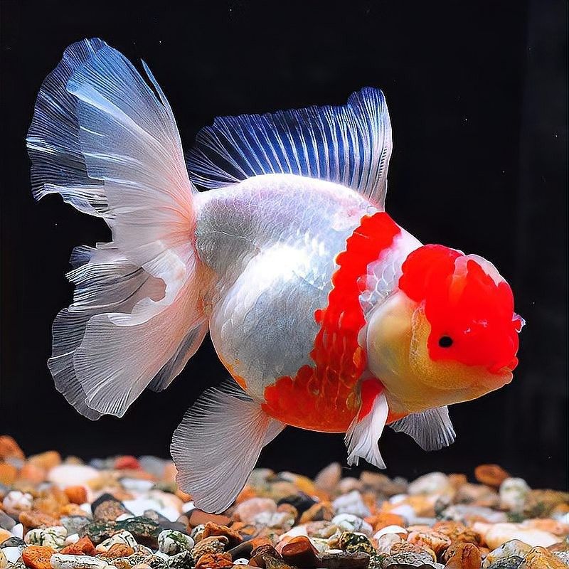 龍魚驅(qū)蟲和檢疫的區(qū)別