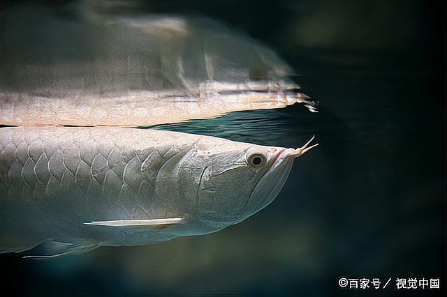 家里喂養(yǎng)銀龍魚養(yǎng)水需要多少天